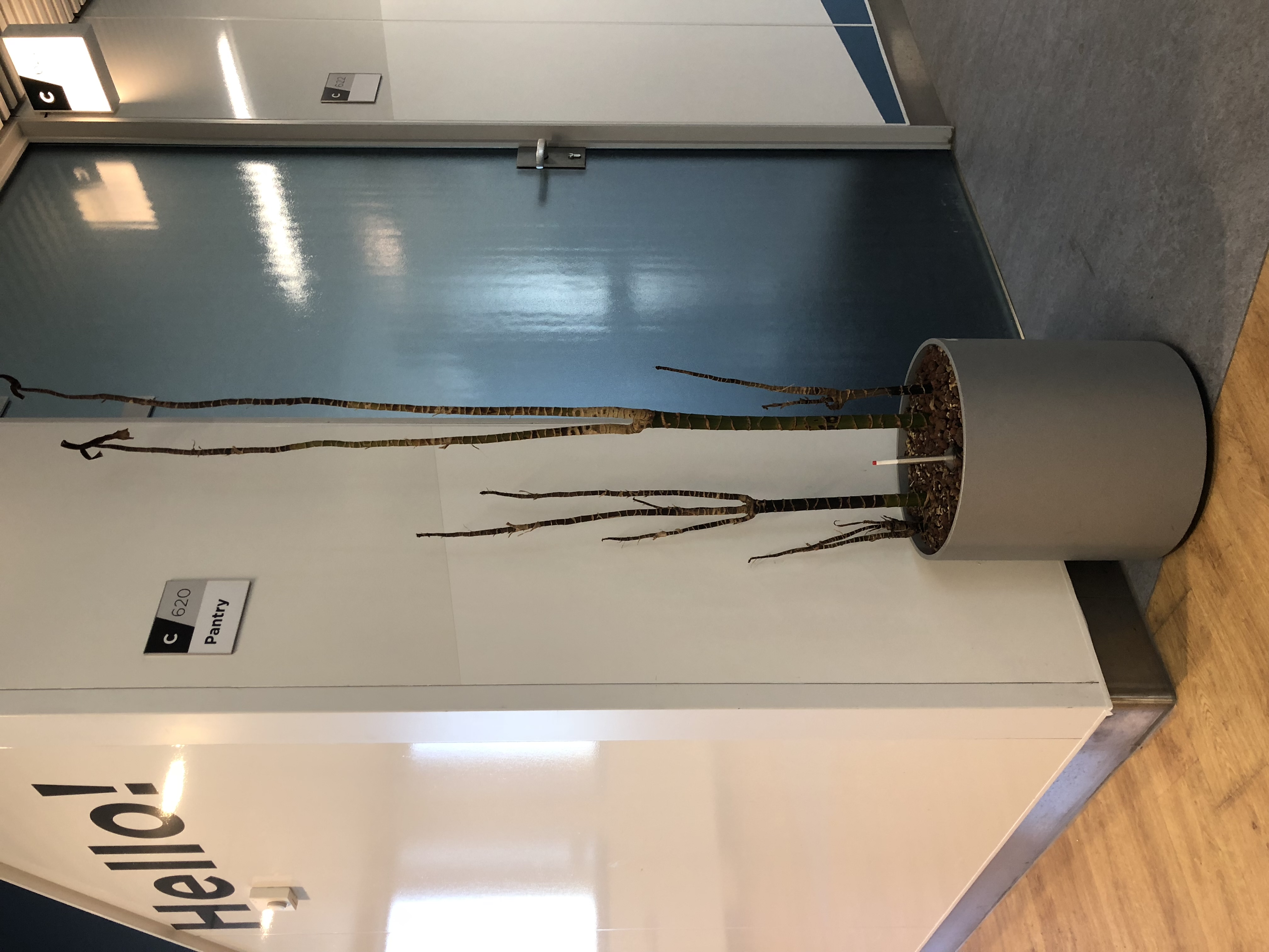 Out of Office — kale stengels in grijze pot bij kantine, watermetertje rood