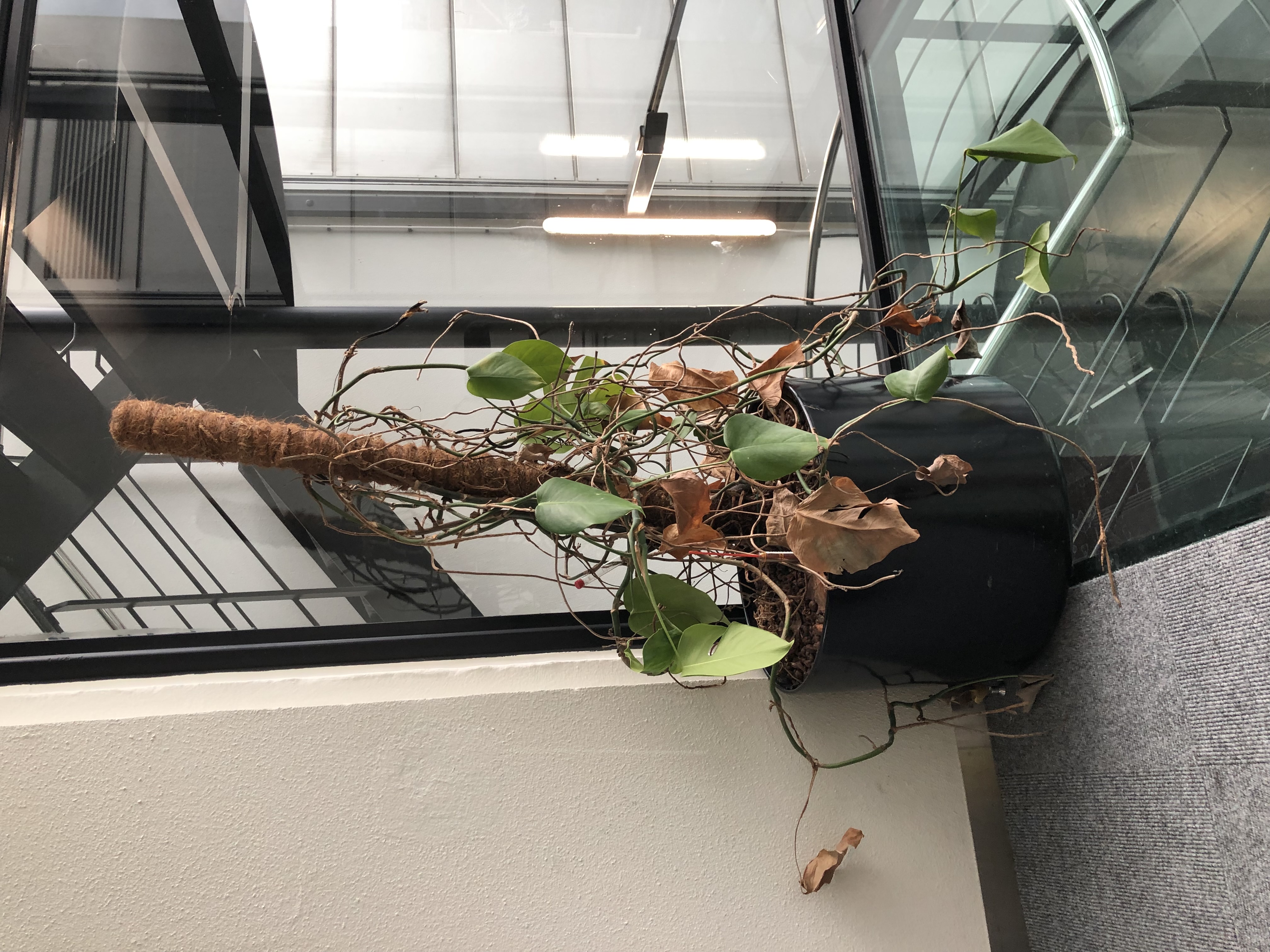 Out of Office — half-verdorde monstera bij raam, rood watermetertje