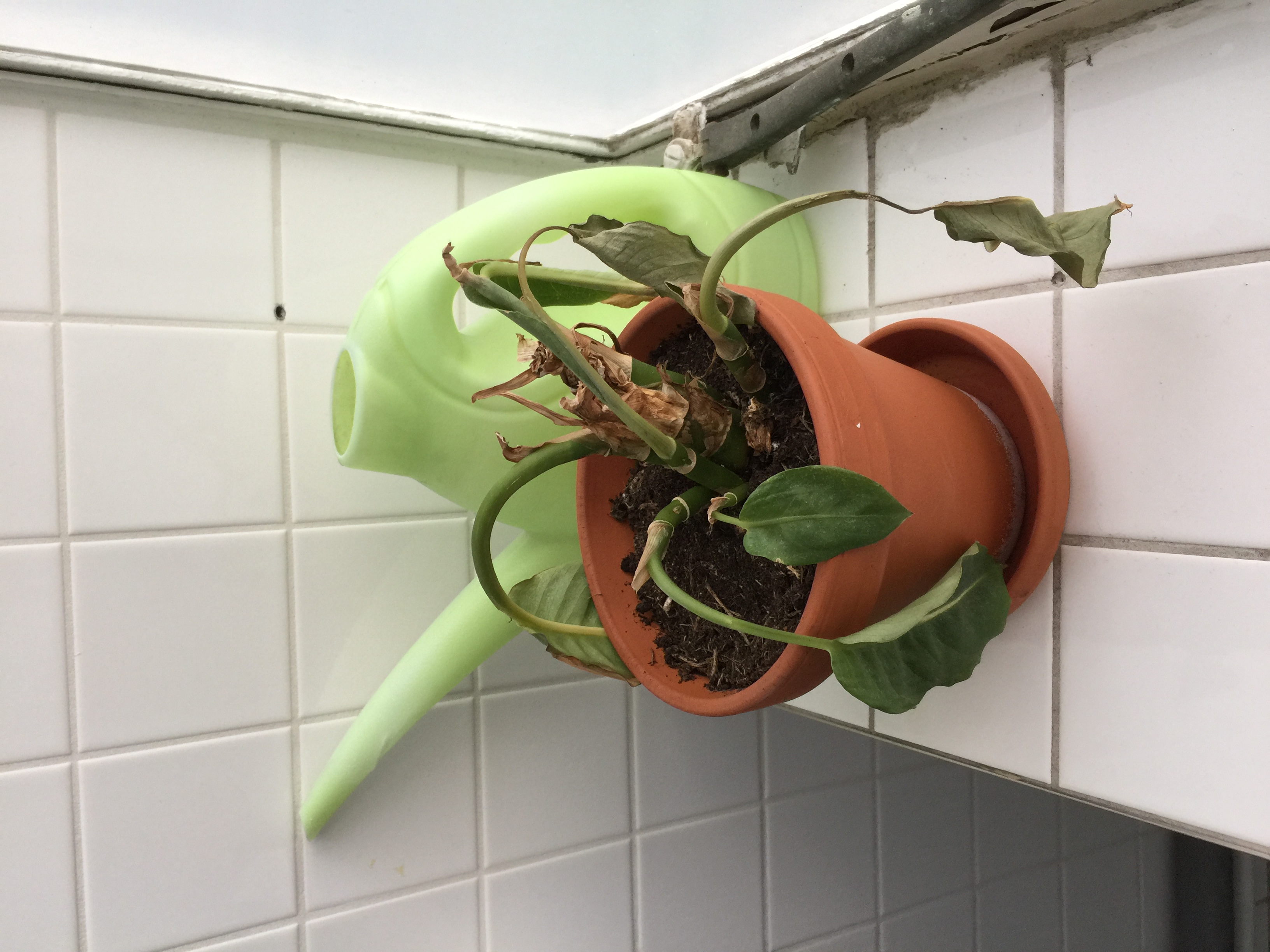 Out of Office — wegkwijnende plant in terracotta pot naast lichtgroene gieter