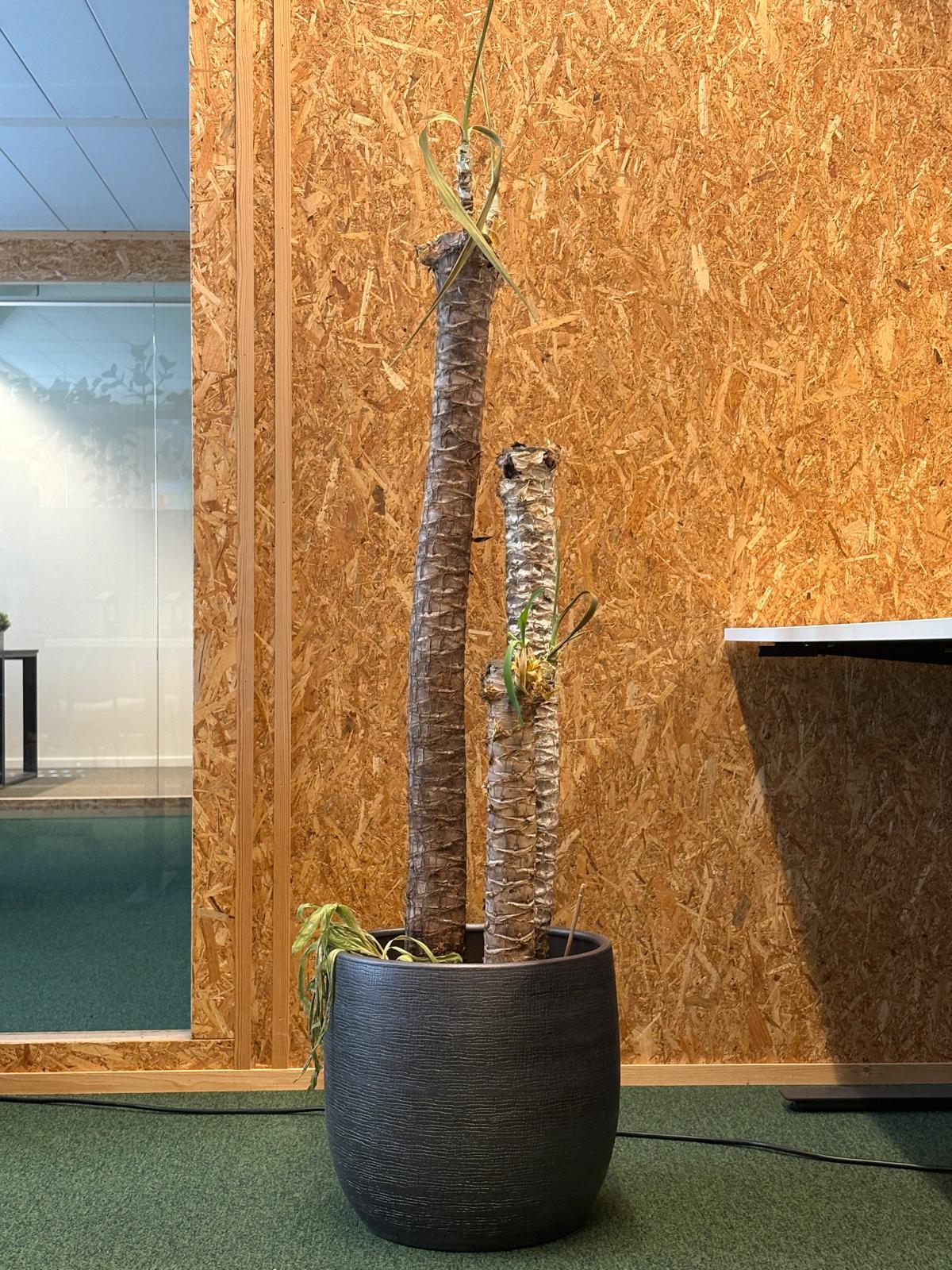 Out of Office — twee uitgedroogde stammen in zwarte pot tegen OSB-wand